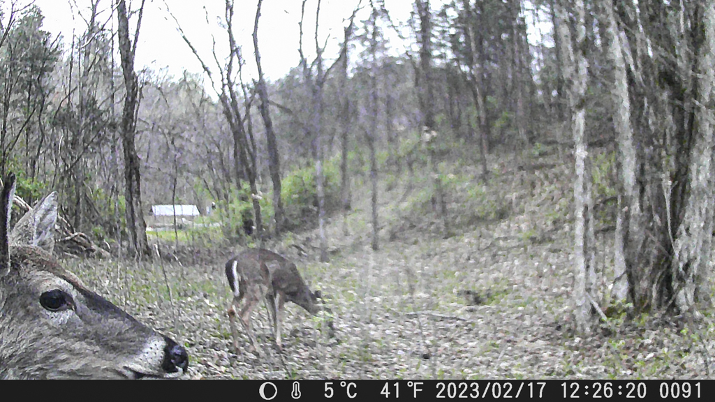 a daytime photo of two deer grazing in the woods